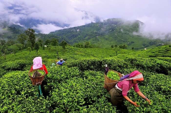 3 Days Munnar Tour Package